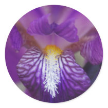 Iris Sticker