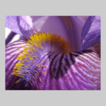 Iris' Tongue Print posters