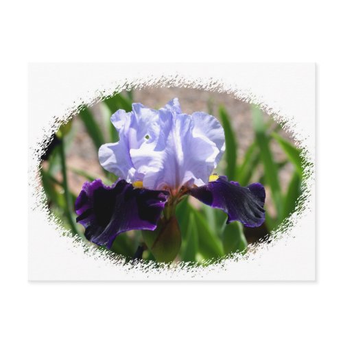 Iris-two toned purple postcard