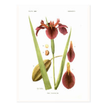 Iris vinicolor post cards