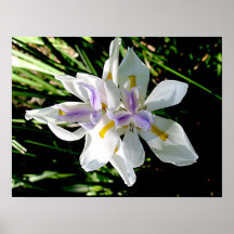 Iris - Wild Iris Poster