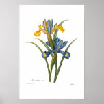 Iris xipheum poster