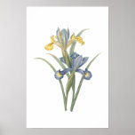 Iris Xiphium Poster posters