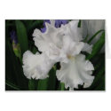irises2 cards