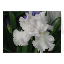 irises2 cards by npollack irises2 cards