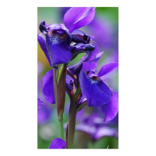 Irises Business Card (back side)