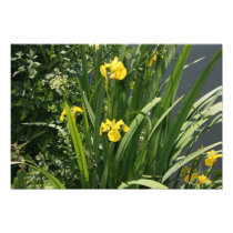 Irises growing on river bank at Canal Bank, Exeter Photographic Print