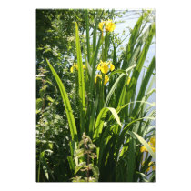 Irises growing on river bank at Canal Bank, Exeter Art Photo