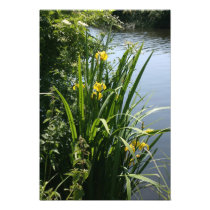 Irises growing on river bank at Canal Bank, Exeter Photograph