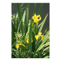 Irises growing on river bank at Canal Bank, Exeter Photo