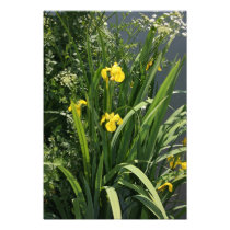 Irises growing on river bank at Canal Bank, Exeter Photo Art