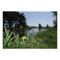 Irises growing on river bank at Canal Bank, Exeter Photographic Print