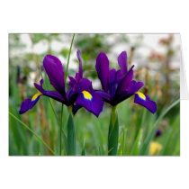 Irises In a field cards