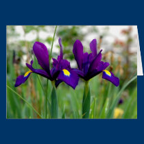 Irises In a field cards