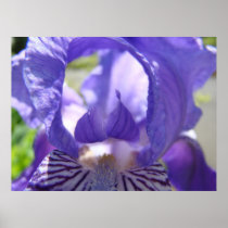 IRISES IRIS FLOWERS 17 Cards Art Gifts Mugs Print