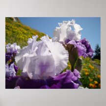 IRISES Iris Flowers Art Prints Framed Office Art
