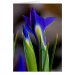 Irises Note Card