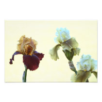 Irises photography