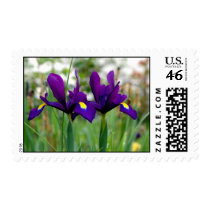 Irises postage