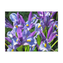 Irises Post Card