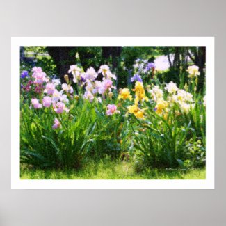 Irises zazzle_print