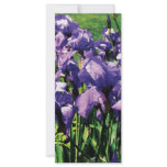 Irises Princess Royal Smith Personalized Rack Card