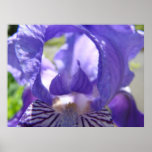 IRISES Purple Iris Flowers 7 Art Prints Posters