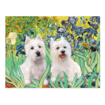 Irises - Two Westies Post Card