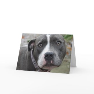 Irish Blue Staffordshire Terrier Dog - Birthday Card Irish Blue Staffordshire Terrier Dog - Birthday Card