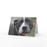 Irish Blue Staffordshire Terrier Dog Birthday Card