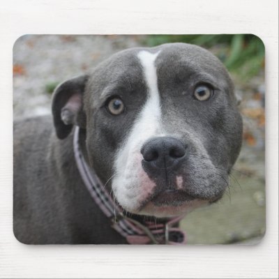 Irish Blue Staffordshire Terrier Dog Mouse Pad by flowercarole