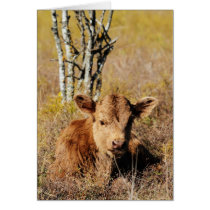 Irish Dexter Calf cards
