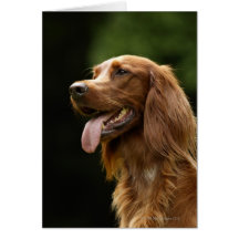 Irish Setter 2 Cards