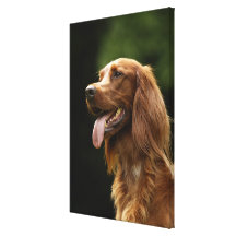 Irish Setter 2 Stretched Canvas Print