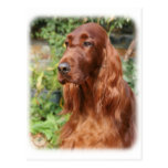 Irish Setter 9Y209D-090 Postcard