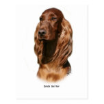 Irish Setter 9Y322D-116 Postcards