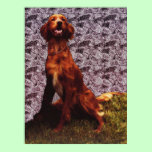 Irish Setter and Patterned Concrete Wall Poster posters