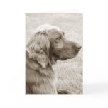 Irish Setter cards