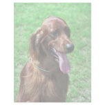 Irish Setter Personalized Letterhead