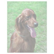 Irish Setter Personalized Letterhead