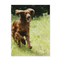Irish Setter Postcards