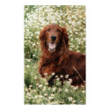 Irish Setter posters by beverlytazangel Irish Setter posters