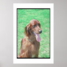 Irish Setter Poster