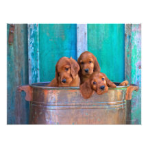 Irish Setter Puppies Photo