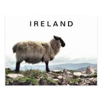 Irish Sheep on Rocks Postcard postcards