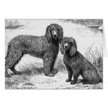 "Irish Water Spaniels " Greeting Cards
