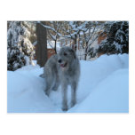Irish wolfhound post card