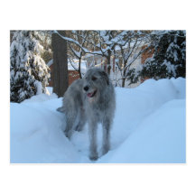 Irish wolfhound post card