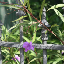 Iron fence, green leaves, purple flower photo cut out