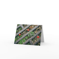 Iron Grate & Berries - Notecard